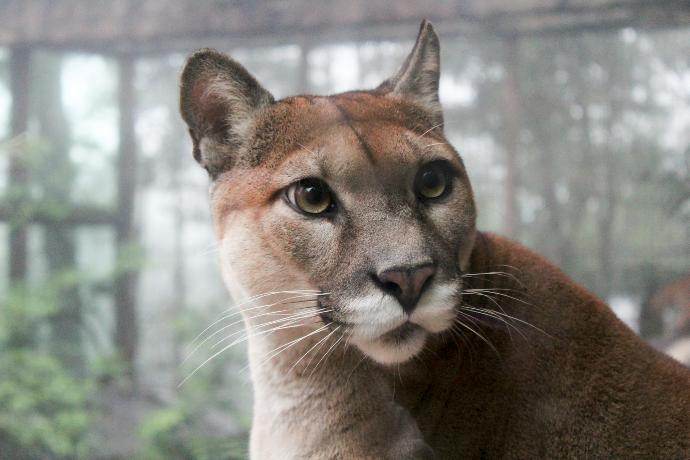 selective focus photo of adult big cat family